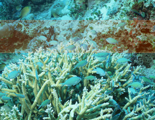 サンゴの白化現象』 - 海の砂漠化「珊瑚の白化」の原因や消えていく