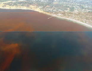 環境汚染がもたらす赤潮の特徴と対策について